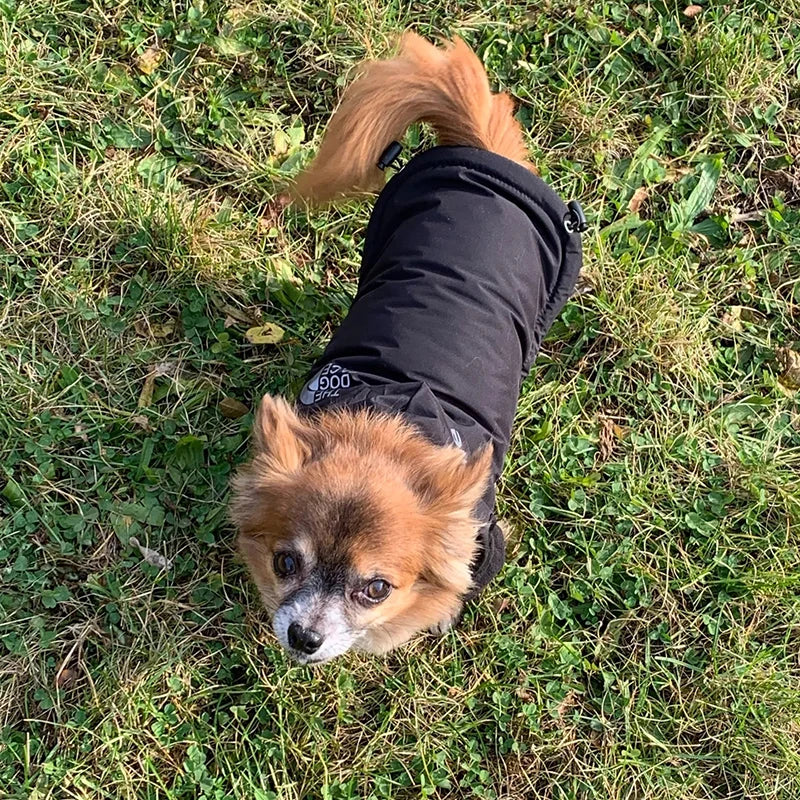 Rain-Ready Dog Jacket